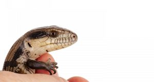 cropped Australian research finds little lizards learn very quickly