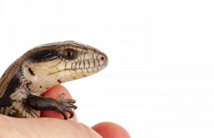 Australian research finds little lizards learn very quickly cropped Australian research finds little lizards learn very quickly