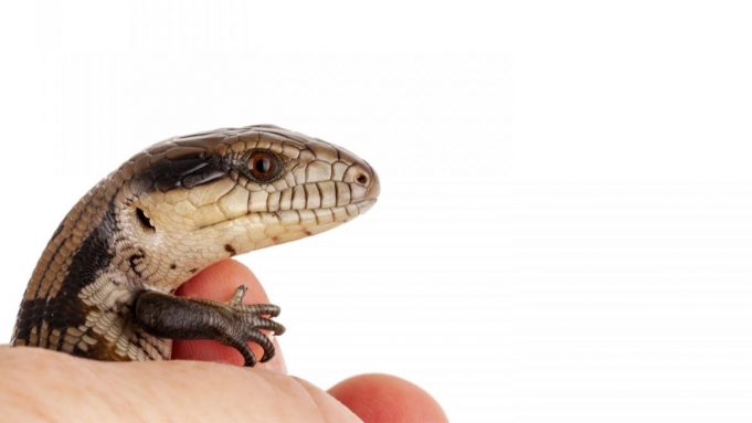 Australian research finds little lizards learn very quickly cropped Australian research finds little lizards learn very quickly