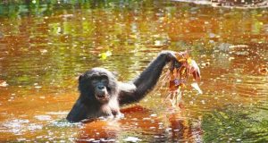 cropped Bonobo diet of aquatic greens may hold clues to human evolution