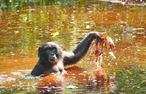 Bonobo diet of aquatic greens may hold clues to human evolution cropped Bonobo diet of aquatic greens may hold clues to human evolution