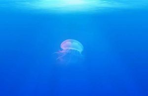 Breaching a ‘carbon threshold’ could lead to mass extinction cropped Breaching a carbon threshold could lead to mass extinction