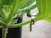 Effectiveness of using natural enemies to combat pests depends on surroundings cropped Effectiveness of using natural enemies to combat pests depends on surroundings