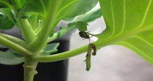 cropped Effectiveness of using natural enemies to combat pests depends on surroundings