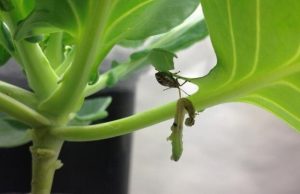 Effectiveness of using natural enemies to combat pests depends on surroundings cropped Effectiveness of using natural enemies to combat pests depends on surroundings