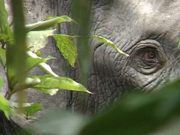 cropped Elephant extinction will raise carbon dioxide levels in atmosphere