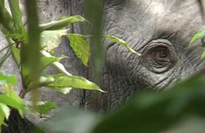 Elephant extinction will raise carbon dioxide levels in atmosphere cropped Elephant extinction will raise carbon dioxide levels in atmosphere