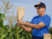 Genetic breakthrough in cereal crops could help improve yields worldwide cropped Genetic breakthrough in cereal crops could help improve yields worldwide