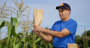 cropped Genetic breakthrough in cereal crops could help improve yields worldwide