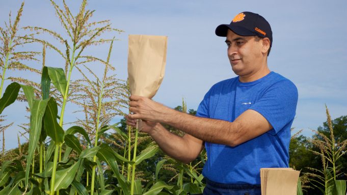 cropped Genetic breakthrough in cereal crops could help improve yields worldwide