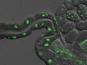 cropped Genetic discovery in worms suggests they can be separated