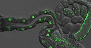 cropped Genetic discovery in worms suggests they can be separated