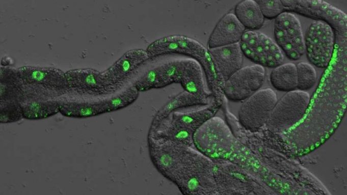 cropped Genetic discovery in worms suggests they can be separated