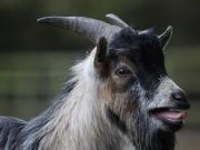 cropped Goats can distinguish emotions from the calls of other goats