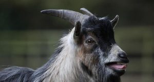cropped Goats can distinguish emotions from the calls of other goats