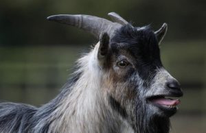 Goats can distinguish emotions from the calls of other goats cropped Goats can distinguish emotions from the calls of other goats