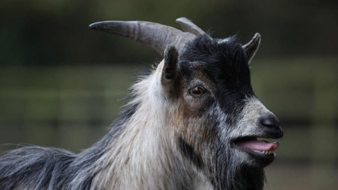 Goats can distinguish emotions from the calls of other goats cropped Goats can distinguish emotions from the calls of other goats