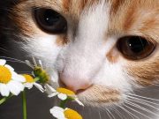 cropped How mammals brains evolved to distinguish odors is nothing to sniff at