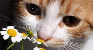 cropped How mammals brains evolved to distinguish odors is nothing to sniff at