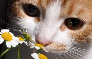 How mammals’ brains evolved to distinguish odors is nothing to sniff at cropped How mammals brains evolved to distinguish odors is nothing to sniff at