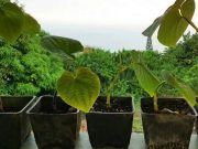 cropped How the kava plant produces its pain relieving and anti anxiety molecules