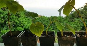 cropped How the kava plant produces its pain relieving and anti anxiety molecules