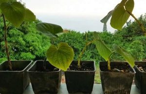 How the kava plant produces its pain-relieving and anti-anxiety molecules cropped How the kava plant produces its pain relieving and anti anxiety molecules