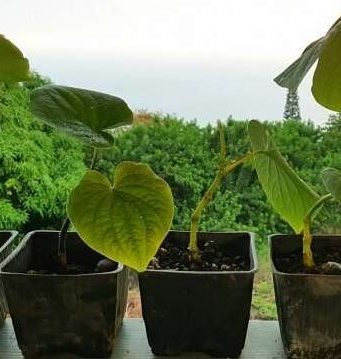 cropped How the kava plant produces its pain relieving and anti anxiety molecules