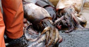 cropped Jumbo squid mystery solved