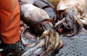 Jumbo squid mystery solved cropped Jumbo squid mystery solved