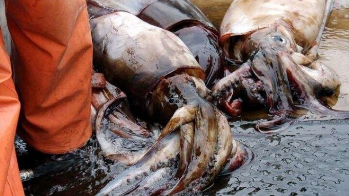 Jumbo squid mystery solved cropped Jumbo squid mystery solved