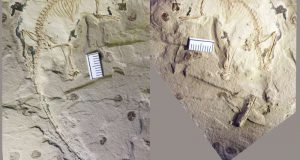 cropped Jurassic fossil shows how early mammals could swallow like their modern descendants