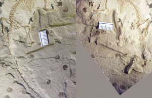 Jurassic fossil shows how early mammals could swallow like their modern descendants cropped Jurassic fossil shows how early mammals could swallow like their modern descendants