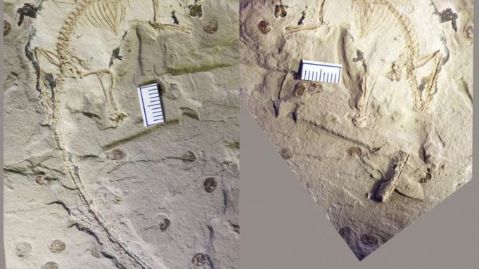 Jurassic fossil shows how early mammals could swallow like their modern descendants cropped Jurassic fossil shows how early mammals could swallow like their modern descendants