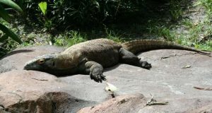 cropped Komodo dragon genome reveals clues about its evolution