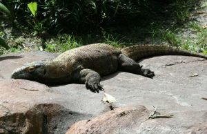 Komodo dragon genome reveals clues about its evolution cropped Komodo dragon genome reveals clues about its evolution