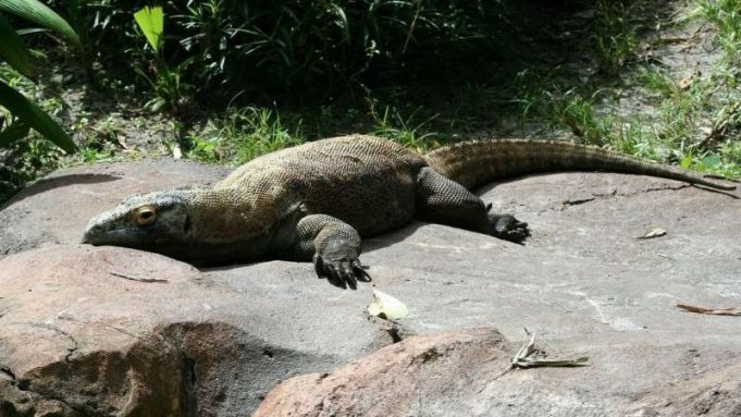 cropped Komodo dragon genome reveals clues about its evolution