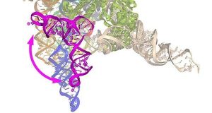 cropped Like film editors and archaeologists biochemists piece together genome history