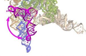 Like film editors and archaeologists, biochemists piece together genome history cropped Like film editors and archaeologists biochemists piece together genome history