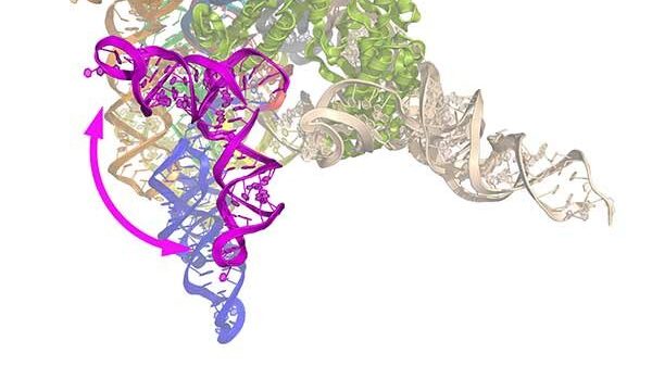 cropped Like film editors and archaeologists biochemists piece together genome history