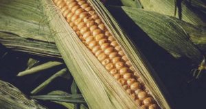 cropped Maize centric diet may have contributed to ancient Maya collapse