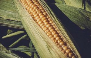 Maize-centric diet may have contributed to ancient Maya collapse cropped Maize centric diet may have contributed to ancient Maya collapse