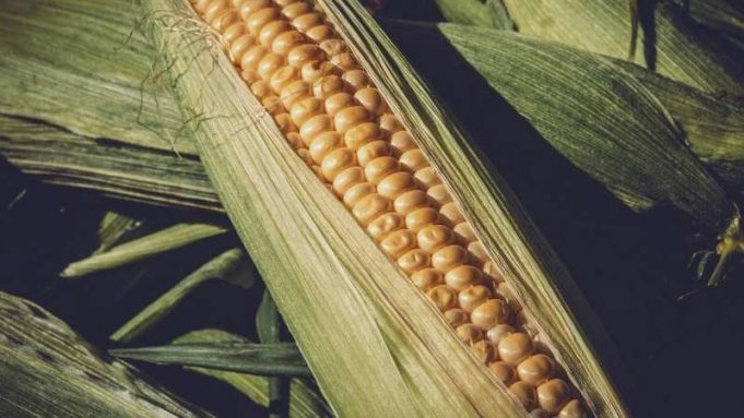 Maize-centric diet may have contributed to ancient Maya collapse cropped Maize centric diet may have contributed to ancient Maya collapse