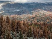 cropped Multi year drought caused massive forest die off in Sierra Nevada