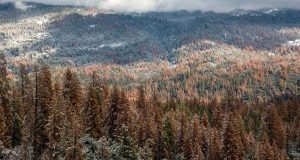 cropped Multi year drought caused massive forest die off in Sierra Nevada