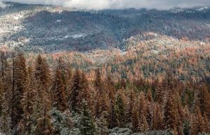 Multi-year drought caused massive forest die-off in Sierra Nevada cropped Multi year drought caused massive forest die off in Sierra Nevada