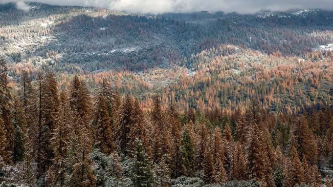 Multi-year drought caused massive forest die-off in Sierra Nevada cropped Multi year drought caused massive forest die off in Sierra Nevada