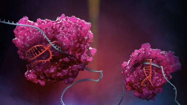 cropped New CRISPR platform expands RNA editing capabilities cropped New CRISPR platform expands RNA editing capabilities