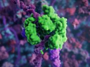 Novel nanoparticles deliver CRISPR gene editing tools into the cell with much higher efficiency cropped Novel nanoparticles deliver CRISPR gene editing tools into the cell with much higher efficiency