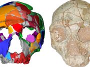 cropped Oldest remains outside Africa reset human migration clock
